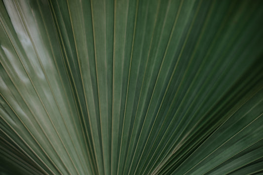 Preserved Plants