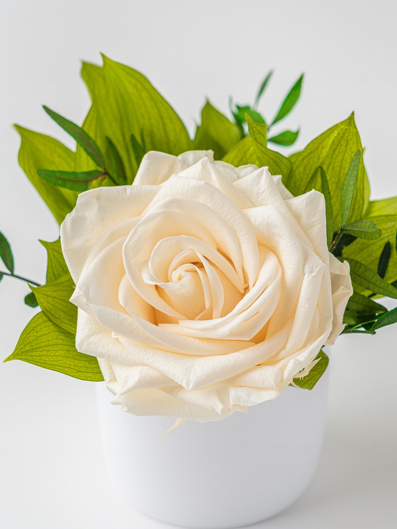 Blossom -  Eternal Rose Arrangement - STILLA