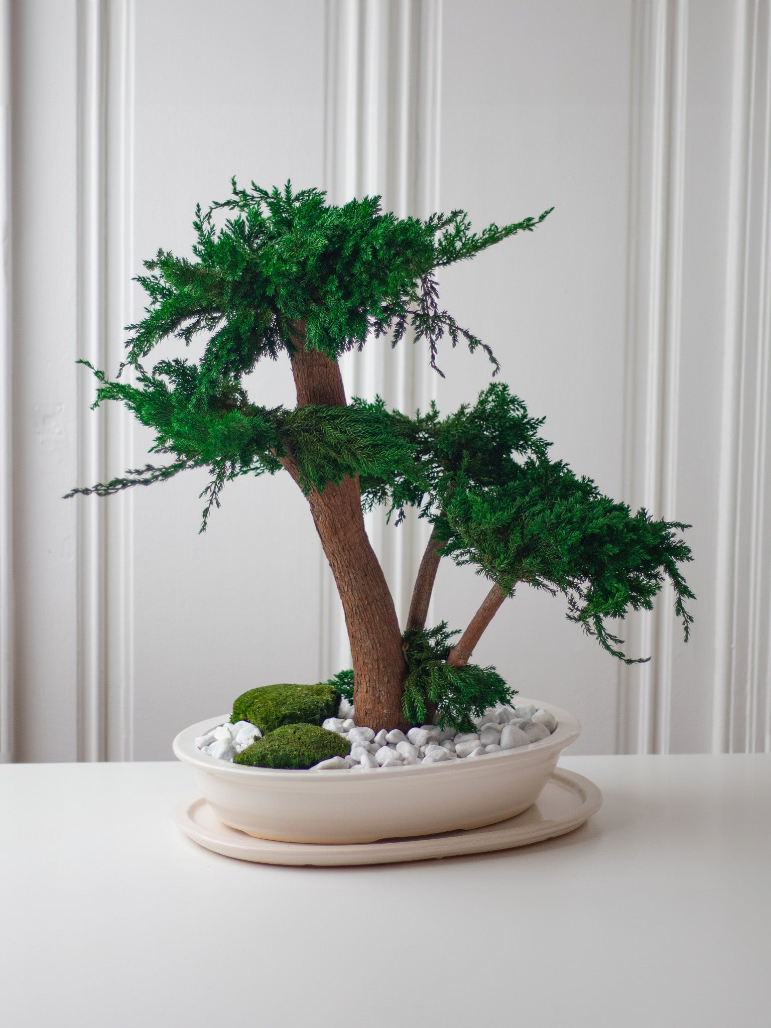 L'ETERNEL - Preserved Bonsai - STILLA