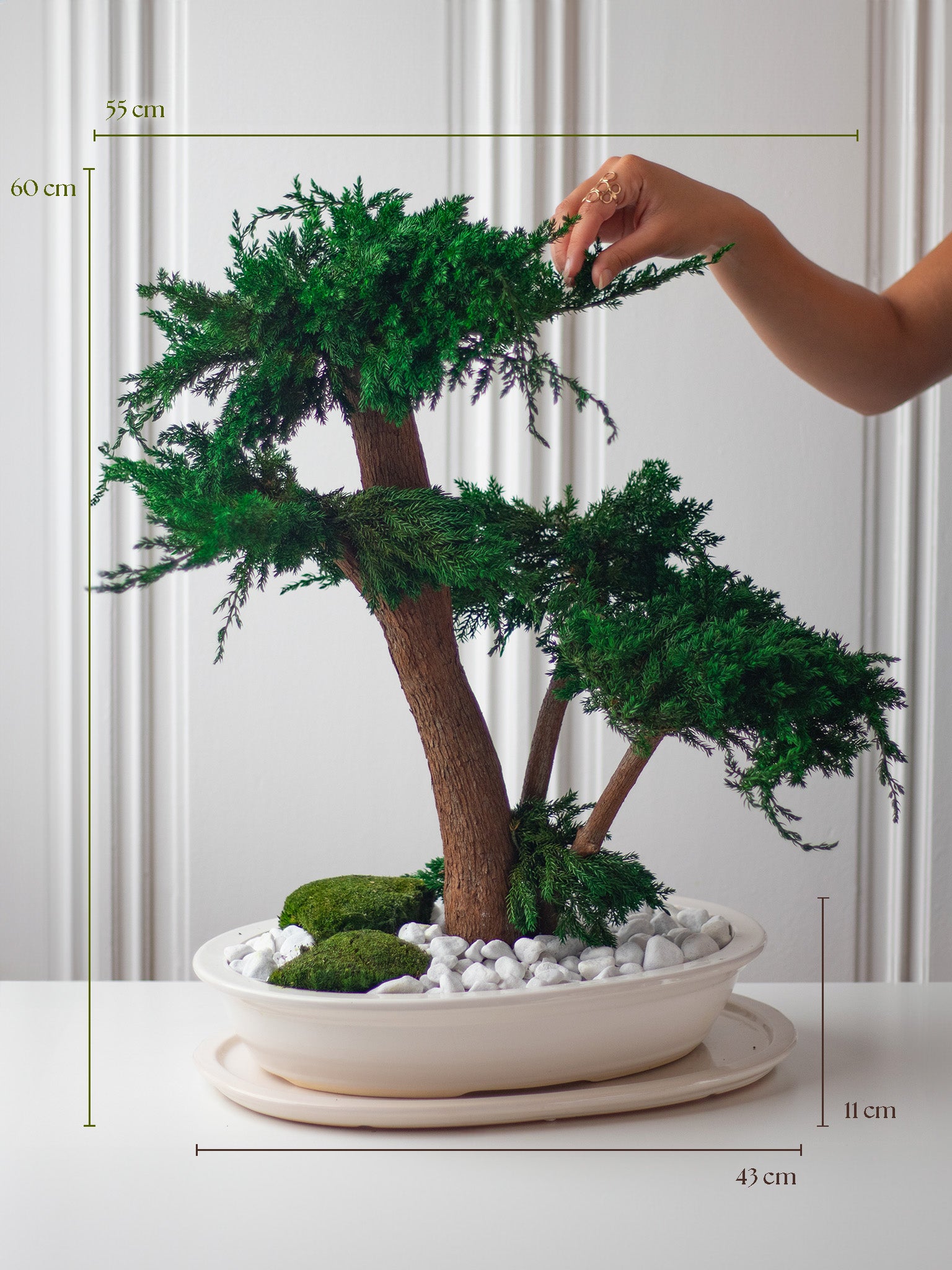 L'ETERNEL - Preserved Bonsai - STILLA