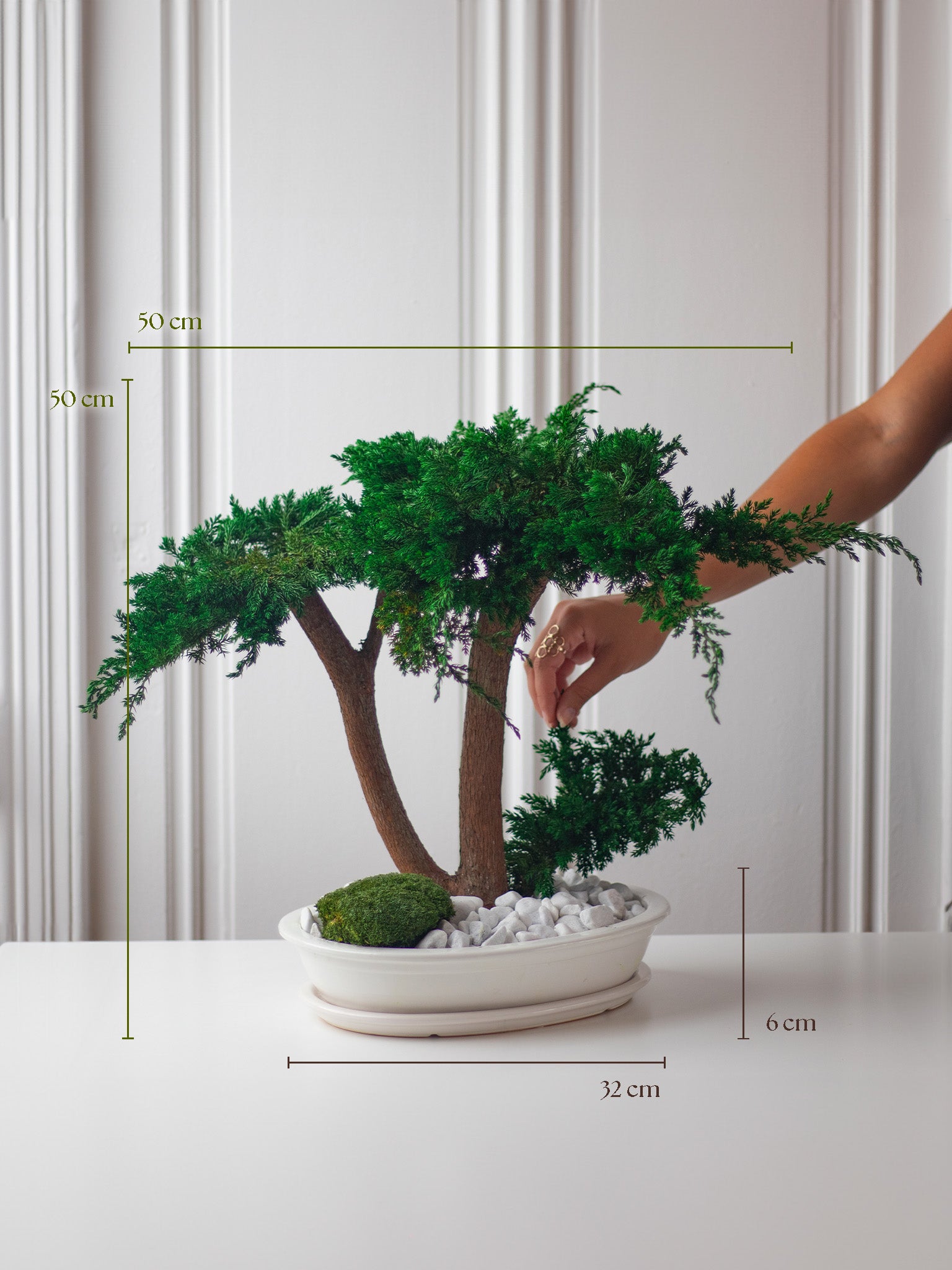 L'ETERNEL - Preserved Bonsai - STILLA