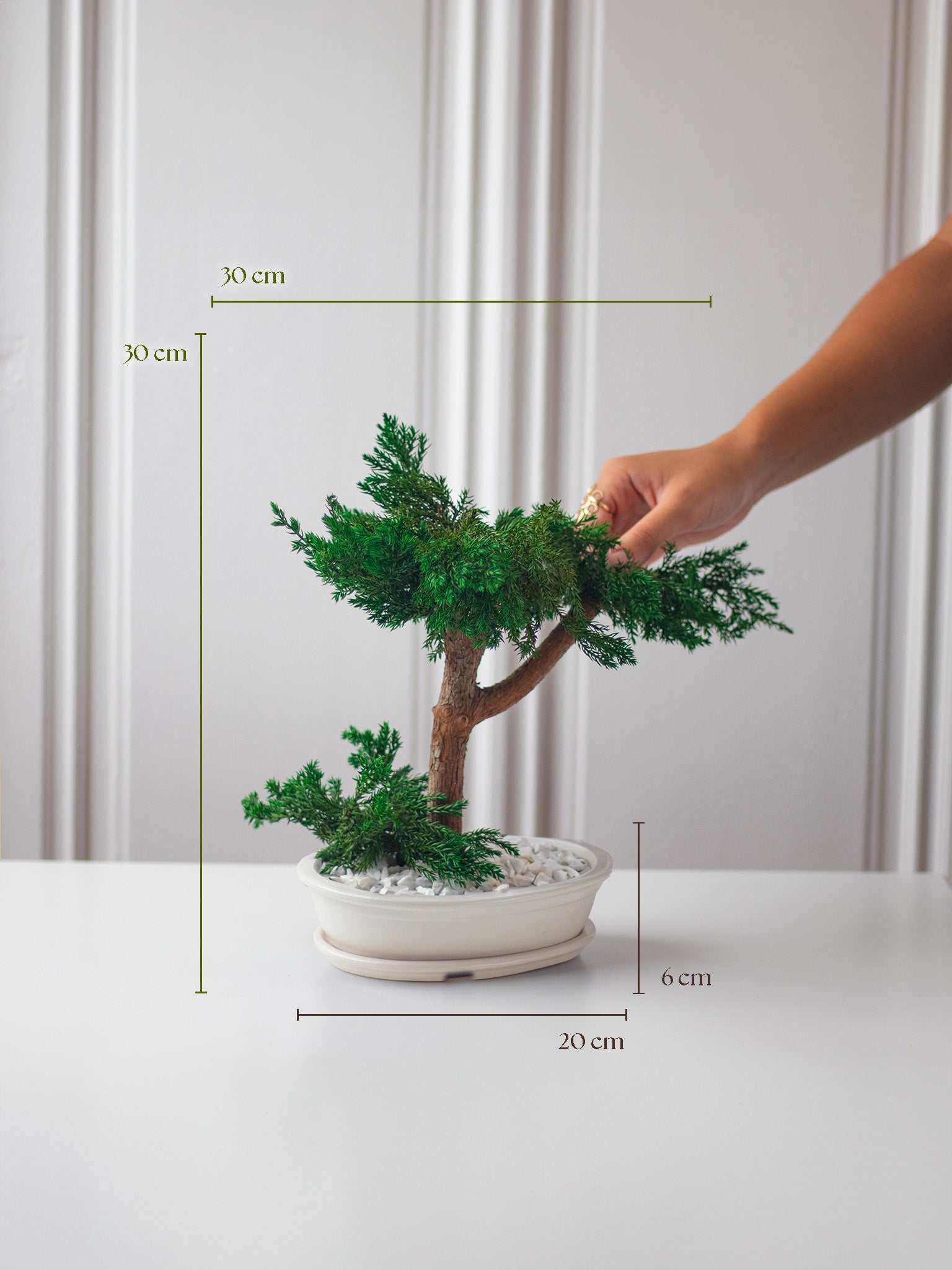 L'ETERNEL - Preserved Bonsai - STILLA