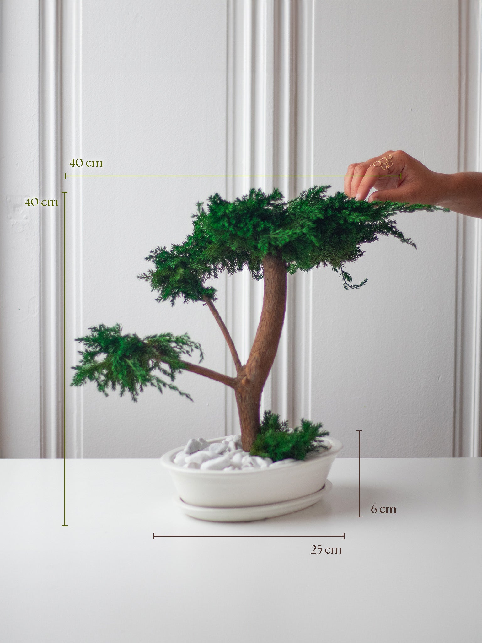 L'ETERNEL - Preserved Bonsai - STILLA