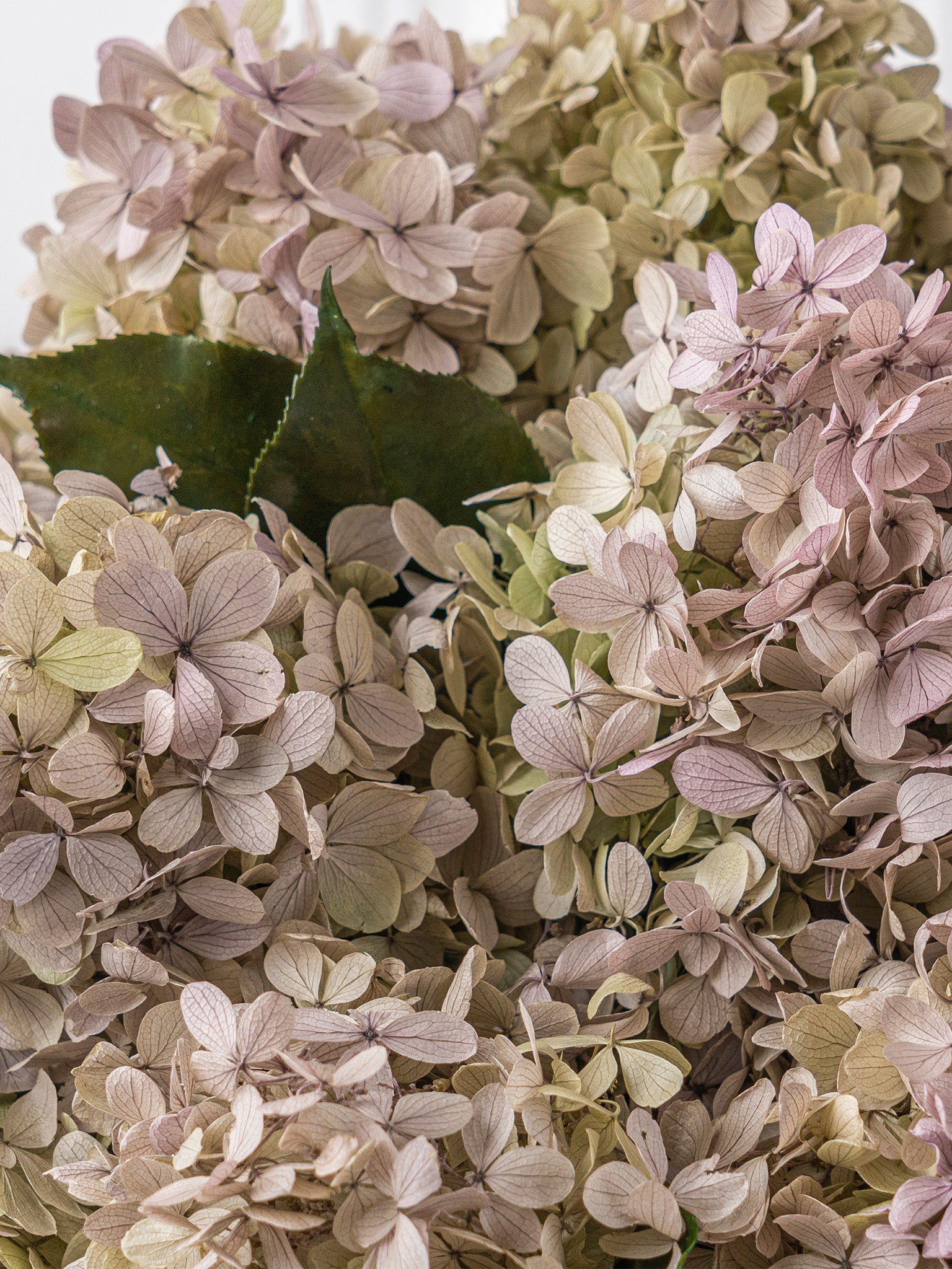 Heirloom - Preserved Hydrangea Arrangement - STILLA