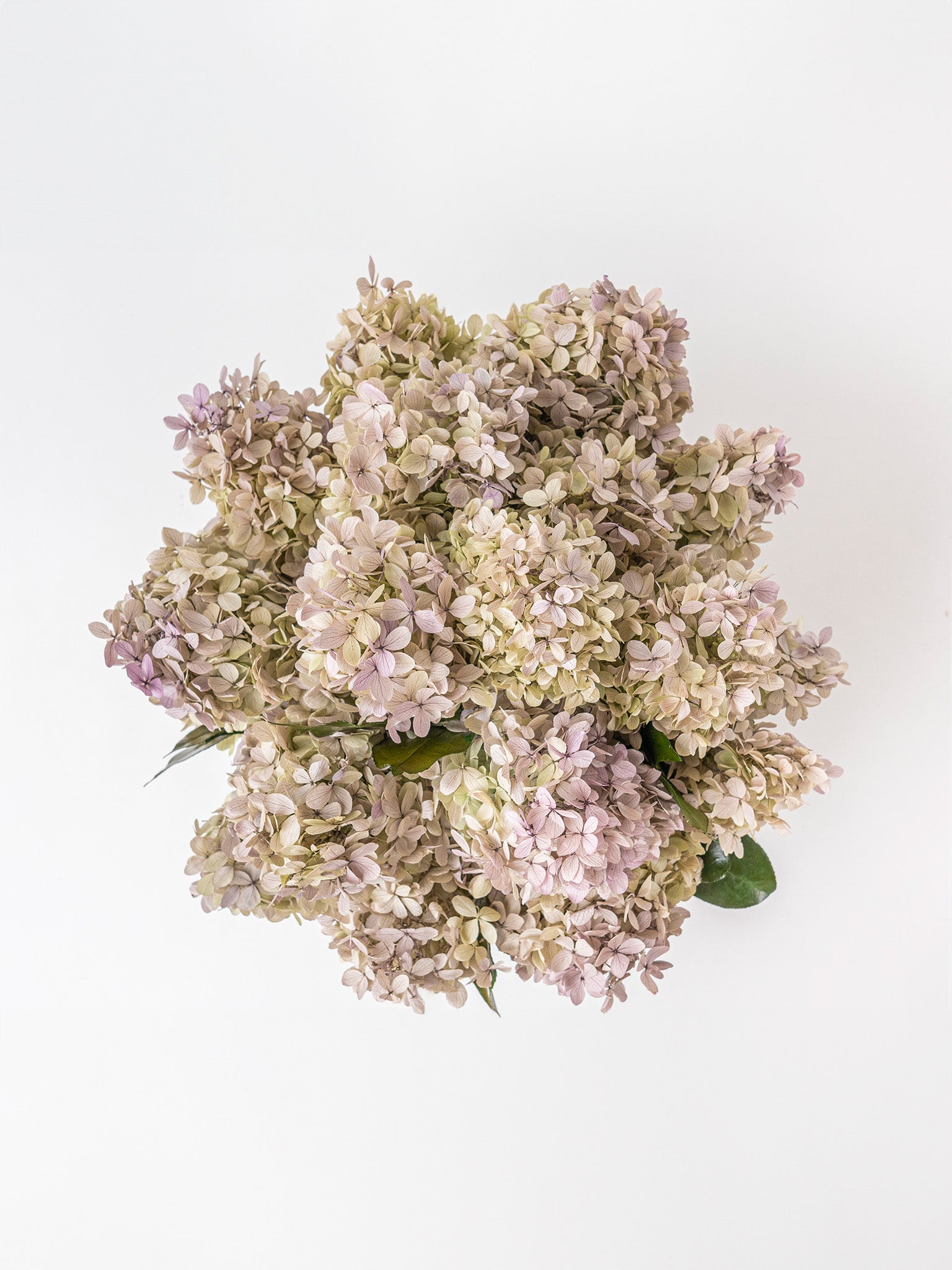 Heirloom - Preserved Hydrangea Arrangement - STILLA