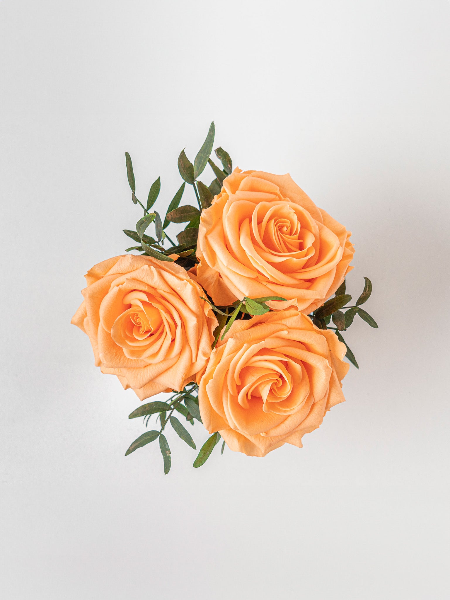 Melody - Preserved Rose Arrangement - STILLA