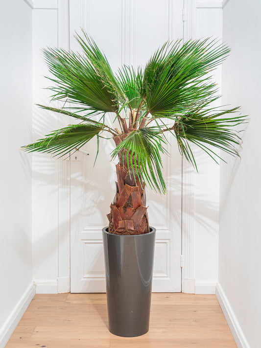 TROPICANA - Bio-preserved Palm Tree