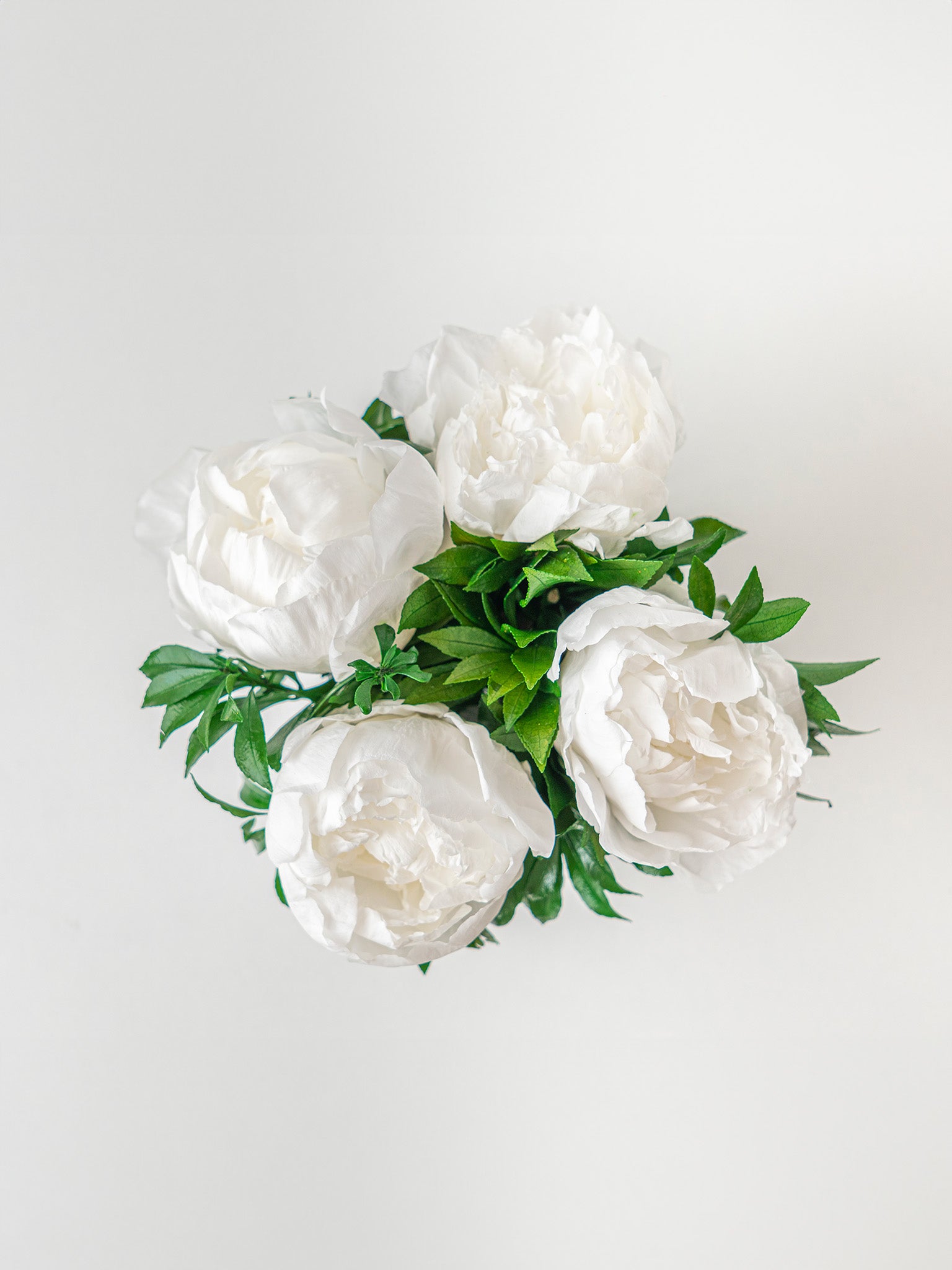 Serenity - Preserved Peony Arrangement - STILLA