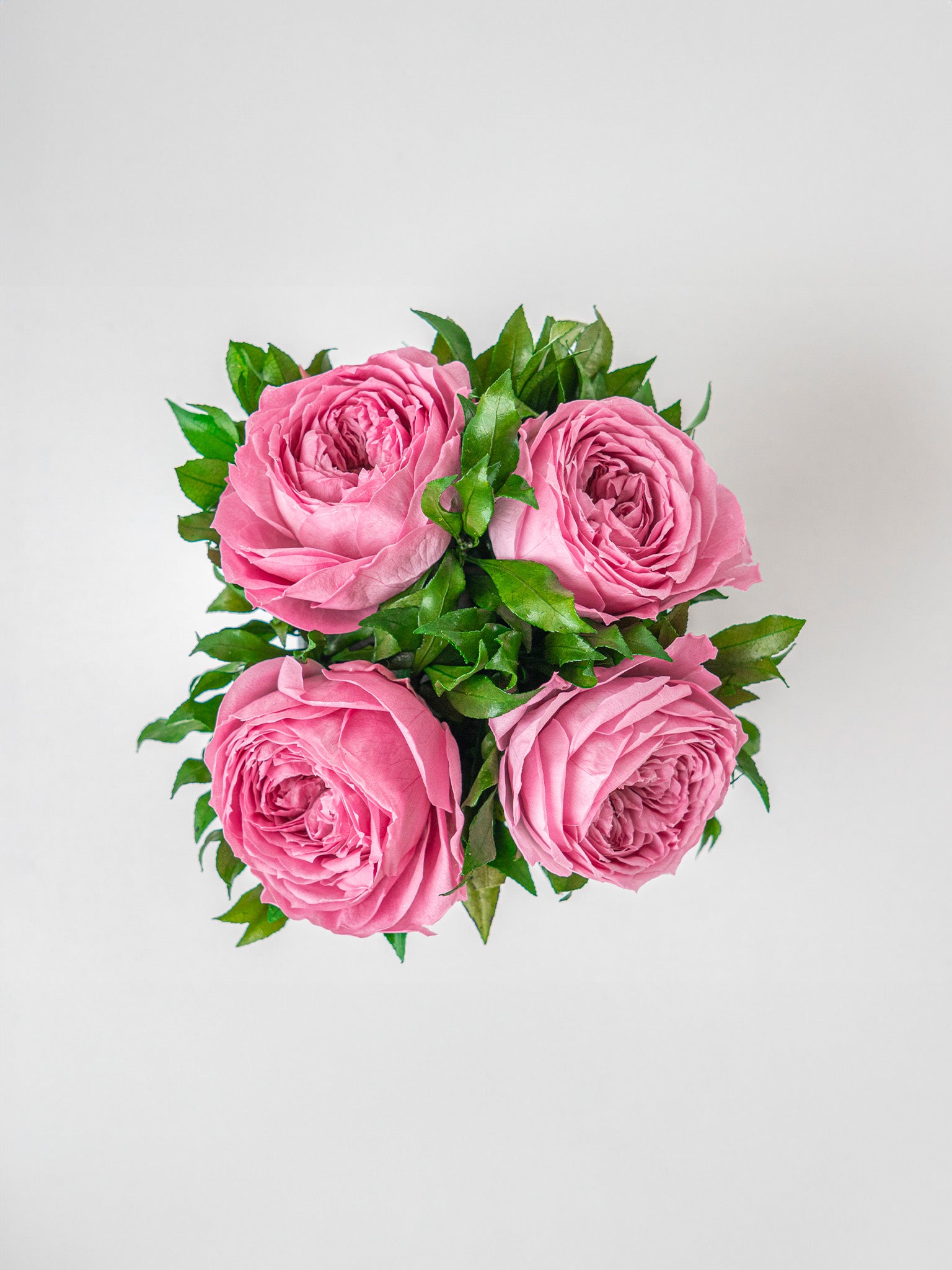 Poem - Preserved Rose Arrangement - STILLA