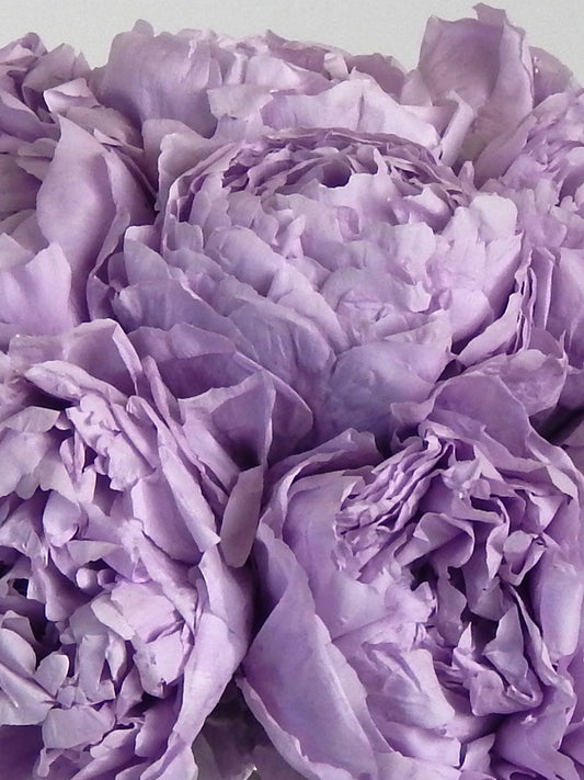 Sydney - Preserved Peony Arrangement - STILLA