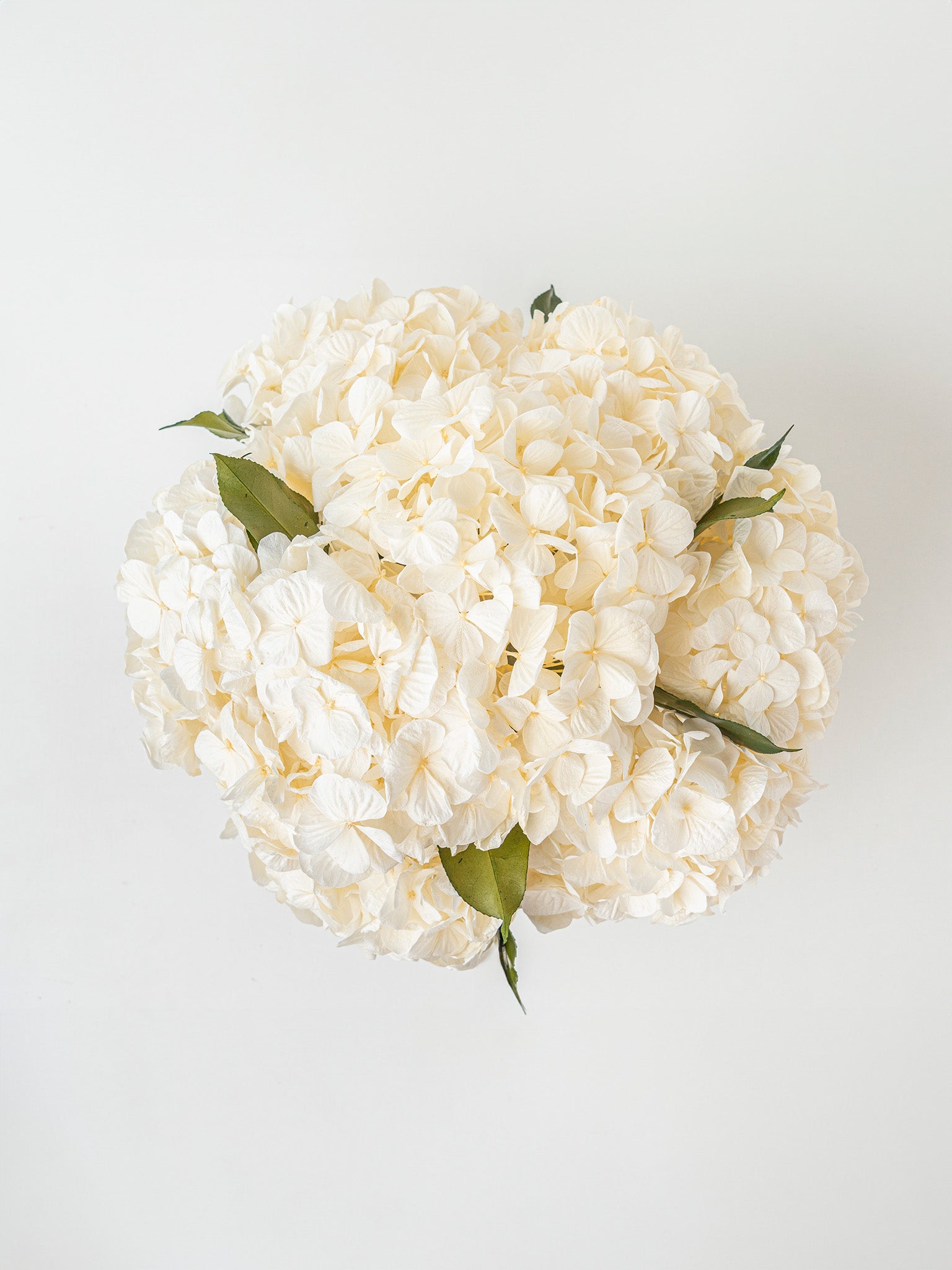 Whisper - Preserved Hydrangea Arrangement - STILLA