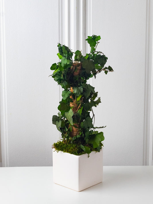 Eterna - Eternal Plant Arrangement