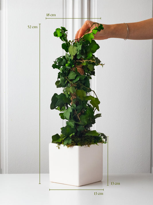 Eterna - Eternal Plant Arrangement