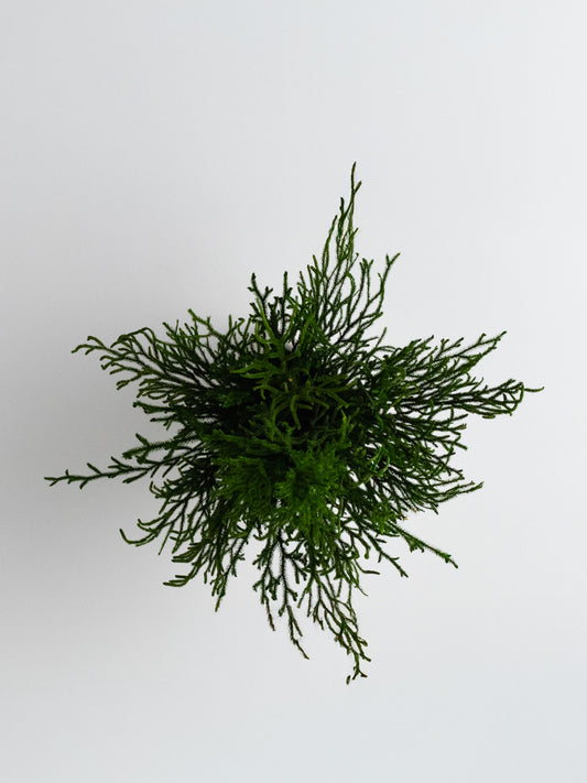 Nest - Eternal Plant Arrangement